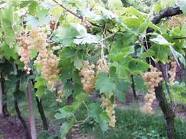 vendemmia