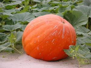 zucca