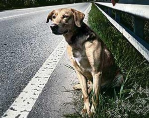 abbandono_cani