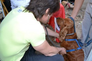 veterinario2