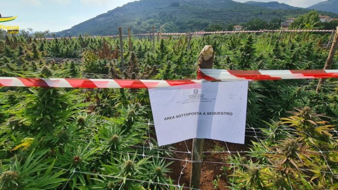 Frosine_piante_sequestrate_marjuana
