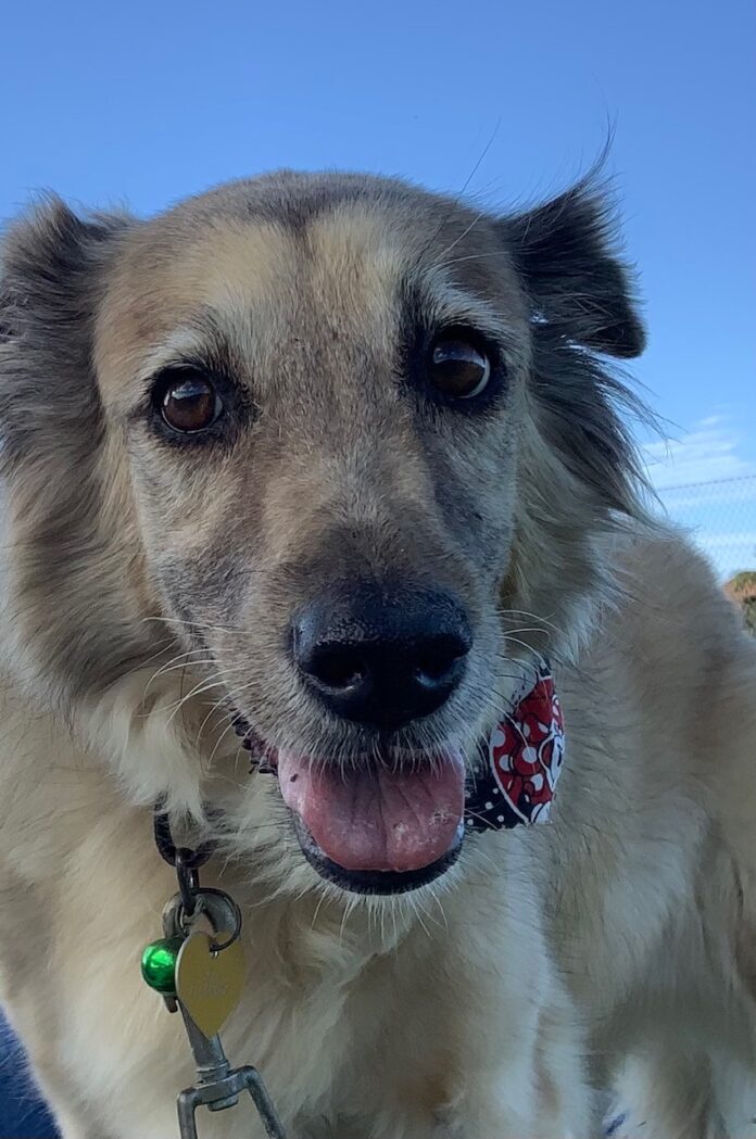 Smart_dog_female_