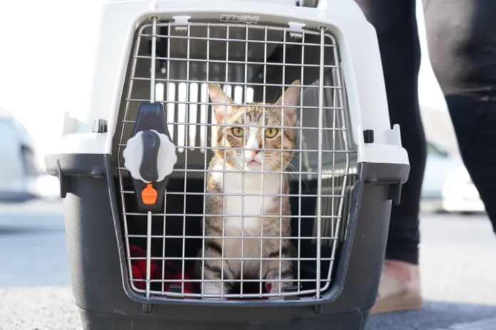 Dave_il_gatto_randagio_fortunato_perchè_adottato_da_due_calciatori_dell_inghilterra Dave_il_gatto_randagio_fortunato_perche_adottato_da_due_calciatori_dell_inghilterra.