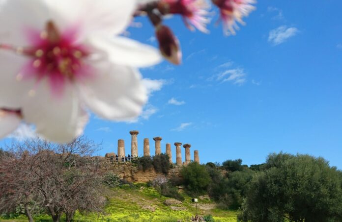MandorloinFiore
