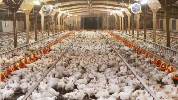 Polli broiler