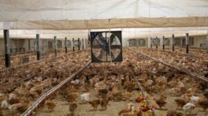 Polli broiler