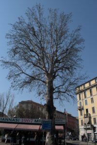 platano di piazza Buozzi 