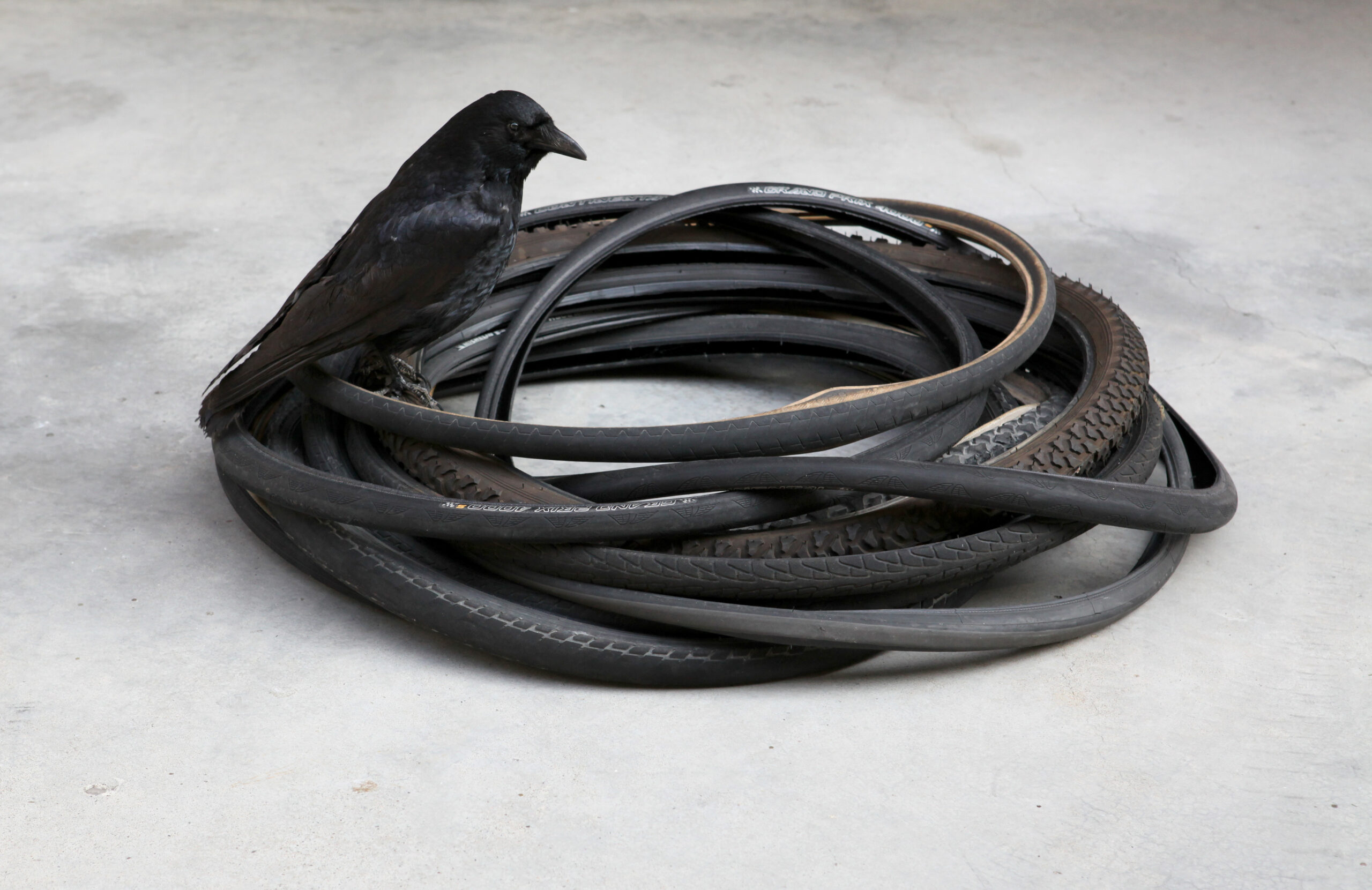 Luca Scarabelli, Orrizzonte degli eventi, 2012