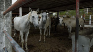 cavalli