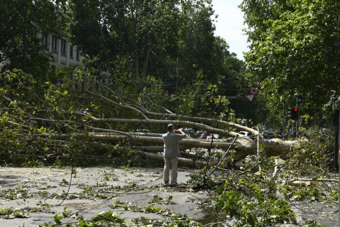 Maltempo-a-Milano-raccolta-fondi-per-sostituire-5000-alberi-caduti