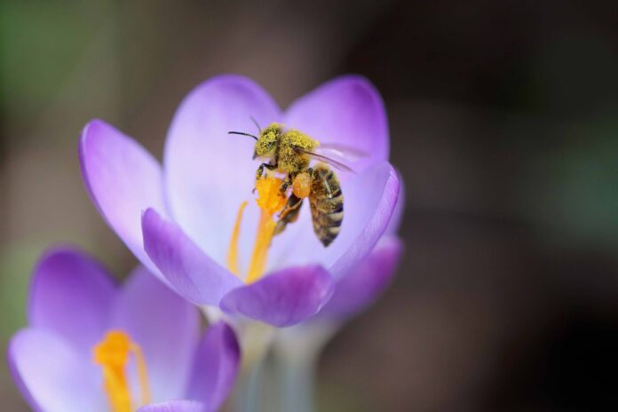 3Bee_