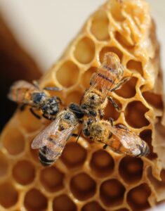 3Bee_Pollinate_the_Planet_