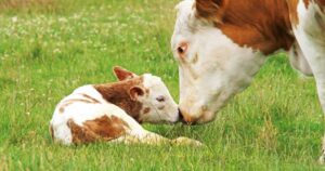 Benessere animale