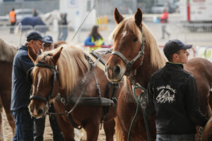 fieracavalli_veronafiere