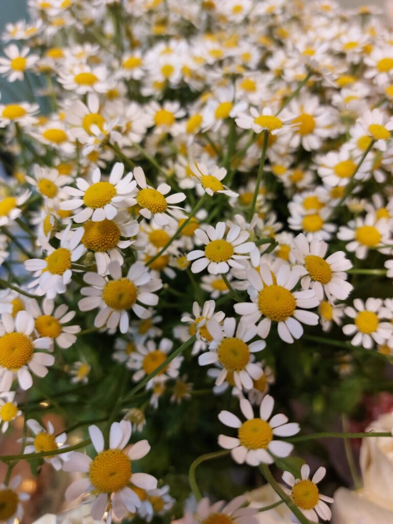 camomilla
