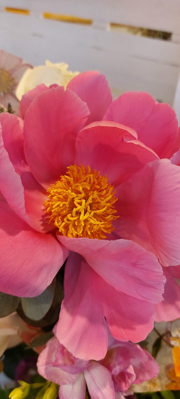 peonie_verde_diem