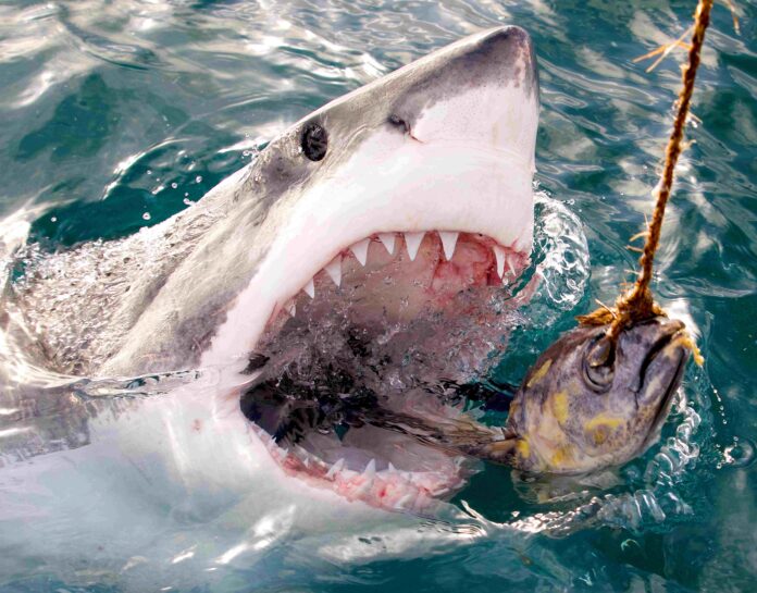 Shark week