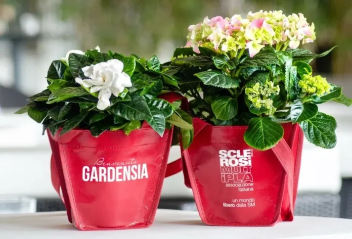Gardensia