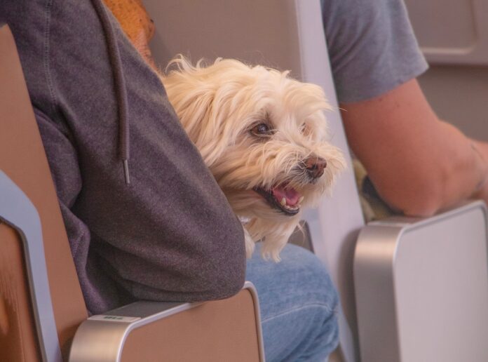 animali-aereo