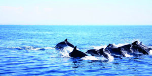 Onda-su-Onda-PH-APS-Sotto-al-Mare_