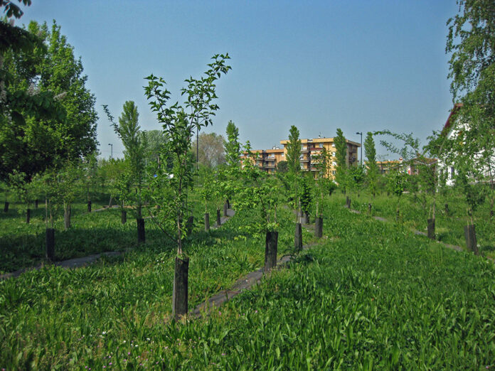 forestazione-urbana-arboricoltura