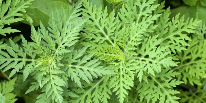 piante-allergeniche-ambrosia
