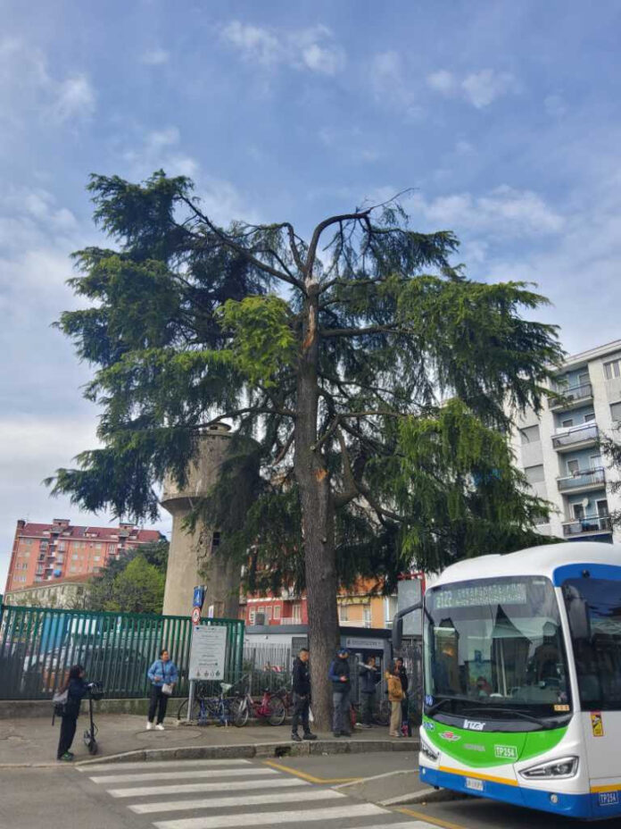rho-alberi-da-rimuovere